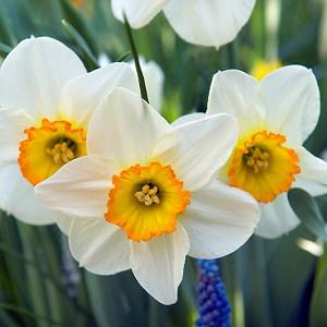 Narcissus Flower Record,Daffodil Flower Record, Large-Cupped Daffodil Flower Record, Large-Cupped Daffodils, Spring Bulbs, Spring Flowers, Narcisse Flower Record, Large-cupped Daffodil, Narcisse grande couronne, early spring daffodil, mid spring daffodil